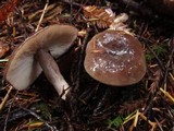 Lactarius pseudomucidus image