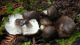 Hygrophorus camarophyllus image