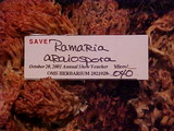 Ramaria araiospora image