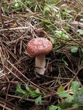 Lactarius vinaceorufescens image