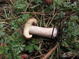 Lactarius vinaceorufescens image