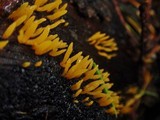 Calocera cornea image
