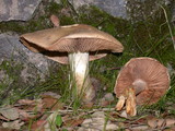 Hebeloma crustuliniforme image