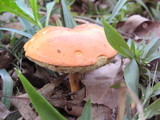 Rubinoboletus ballouii image