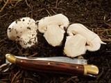 Agaricus vinaceovirens image