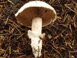 Agaricus vinaceovirens image