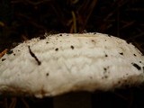 Agaricus vinaceovirens image