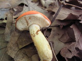 Rubinoboletus ballouii image