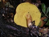 Boletus amyloideus image
