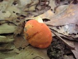 Rubinoboletus ballouii image