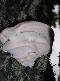 Leptoporus mollis image