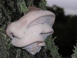 Leptoporus mollis image