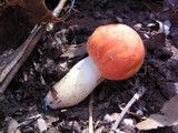 Rubinoboletus ballouii image