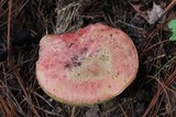 Boletus sensibilis image