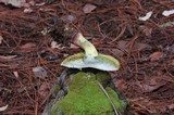 Boletus sensibilis image