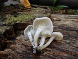 Pleurotus pulmonarius image