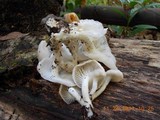Pleurotus pulmonarius image
