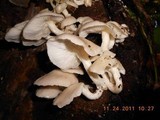Pleurotus pulmonarius image