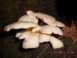 Pleurotus pulmonarius image