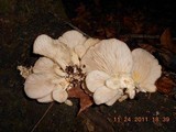 Pleurotus pulmonarius image