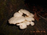 Pleurotus pulmonarius image