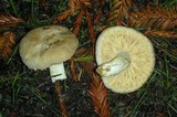 Arcangeliella desjardinii image