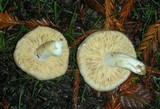 Arcangeliella desjardinii image