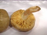 Arcangeliella desjardinii image