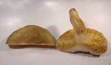 Arcangeliella desjardinii image