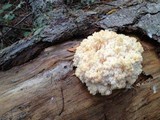 Hericium abietis image
