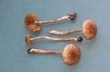 Inocybe griseolilacina image