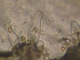 Inocybe griseolilacina image