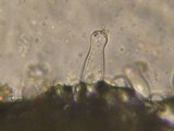 Inocybe griseolilacina image