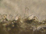 Inocybe griseolilacina image