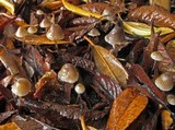 Mycena leptocephala image