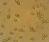 Mycena leptocephala image