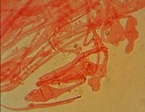 Mycena leptocephala image