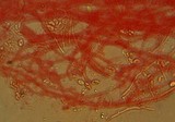 Mycena leptocephala image