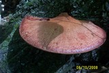 Fistulina hepatica image