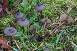 Entoloma ortonii image