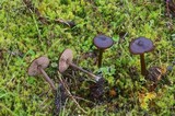 Entoloma ortonii image