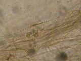 Entoloma ortonii image