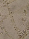 Entoloma ortonii image