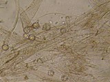 Entoloma ortonii image