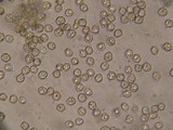 Entoloma ortonii image