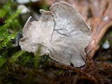 Arrhenia retiruga image