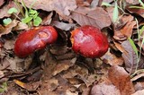 Rubroboletus dupainii image