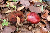 Rubroboletus dupainii image