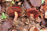 Rubroboletus dupainii image
