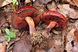 Rubroboletus dupainii image